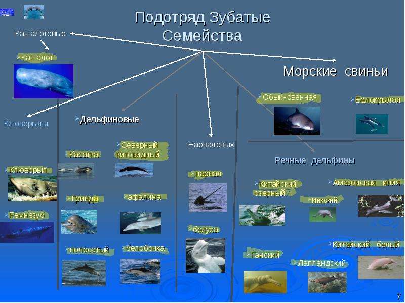 Подотряд. Систематика китообразных. Семейства отряда китообразные. Отряд китообразных многообразие. Подотряд зубатые киты семейства.