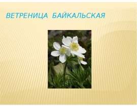 Ветреница байкальская