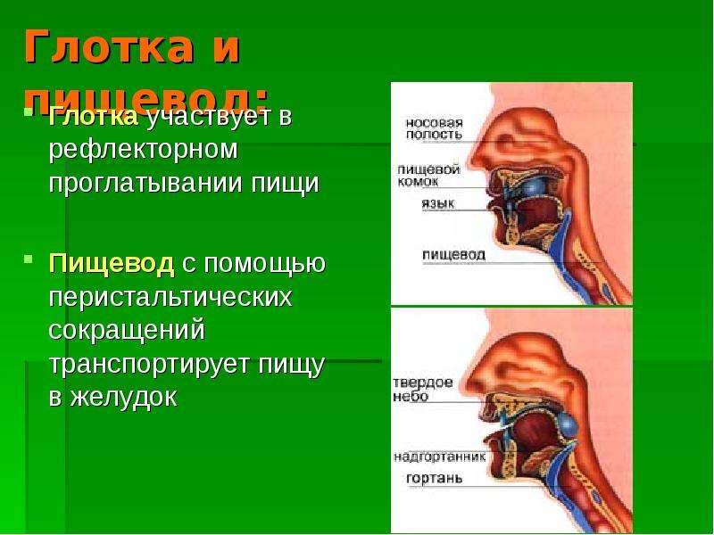 Вход в пищевод фото