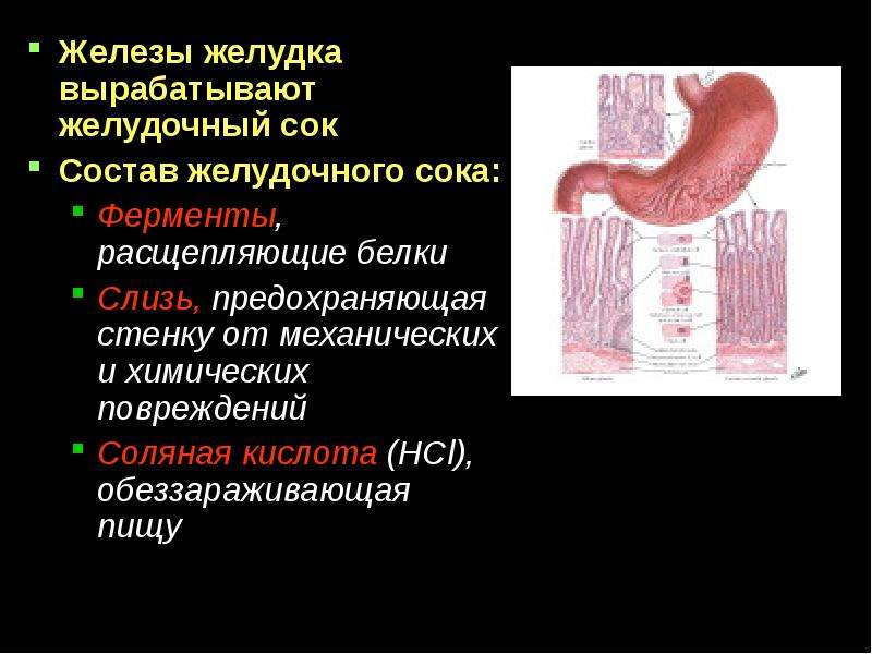 Железы состоят из. Железы слизистой желудка вырабатывают пищеварительные ферменты. Железы выделяющие желудочный сок. Железы слизистой оболочки желудка вырабатывают. Железы вырабатывающие кишечный сок.