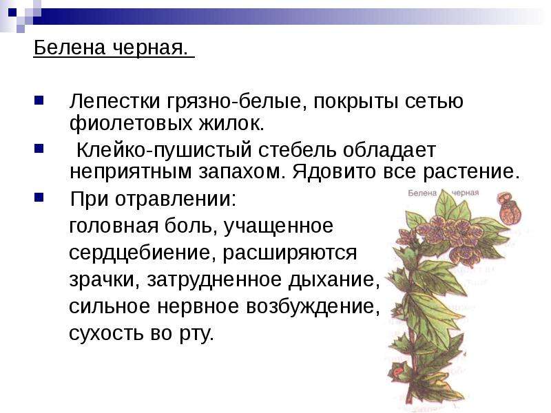 Белена относится к пасленовым