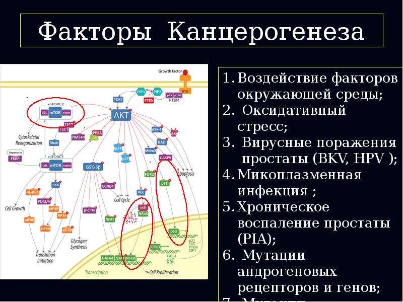 НИИ УРОНЕФРОЛОГИИ и РЕПРОДУКТИВНОГО ЗДОРОВЬЯ ЧЕЛОВЕКА. - презентация_, слайд №27
