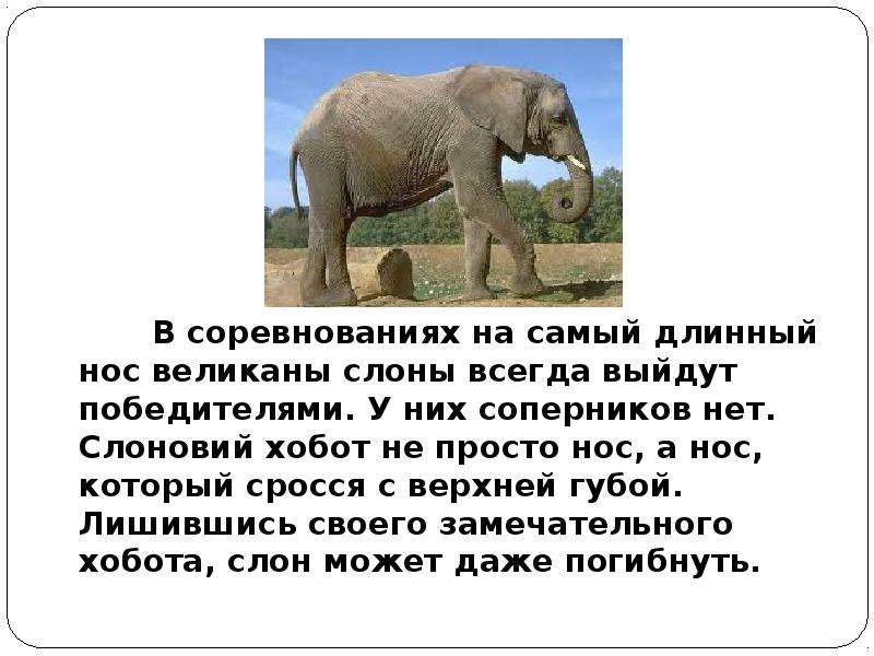 Возникновение хобота у слона можно объяснить. Доклад про слона. Хобот слона. Самый длинный хобот слона. Анекдот про слоника.