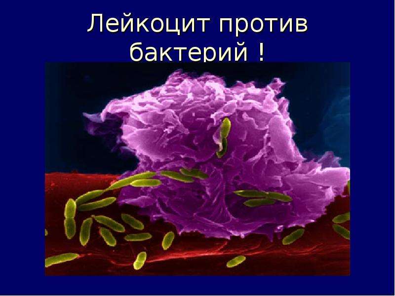 Тест по биологии организм и среда. Бактерии.