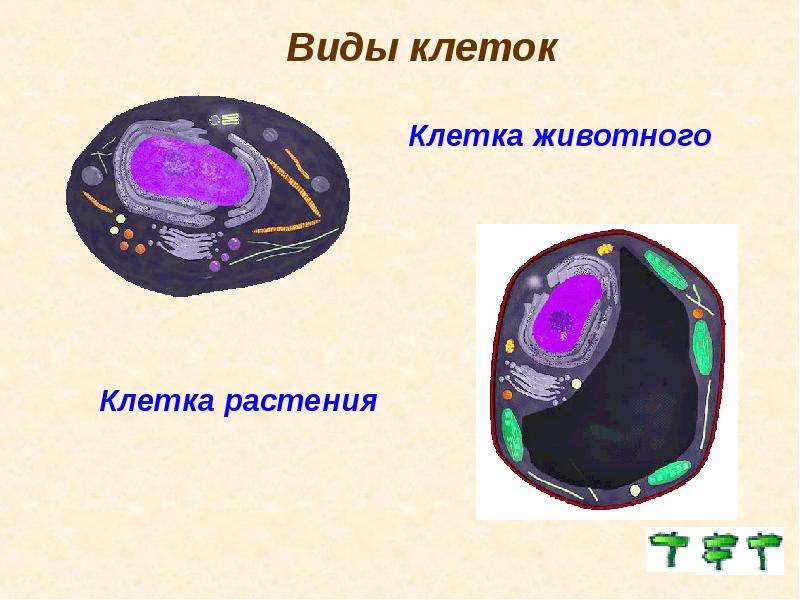 Клетка 11. Виды клеток животного. Тип жизни клеточный. Виды животное клетка. Строение клетки в виде города.