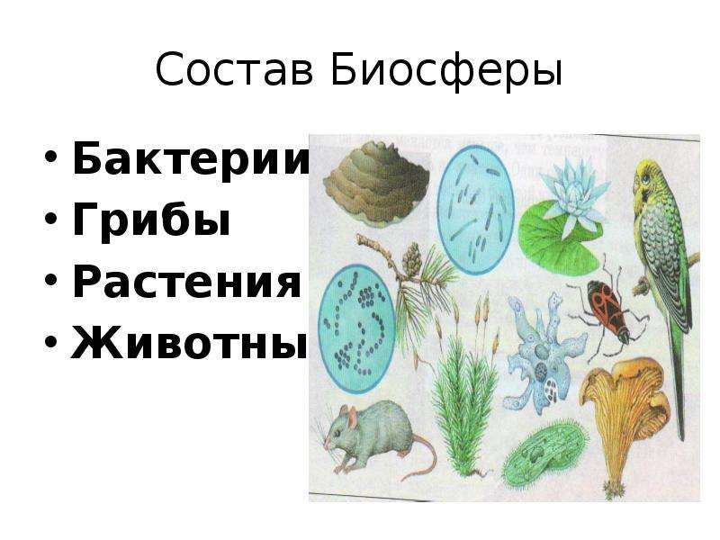 Разнообразие и распространение организмов на земле 6 класс география презентация