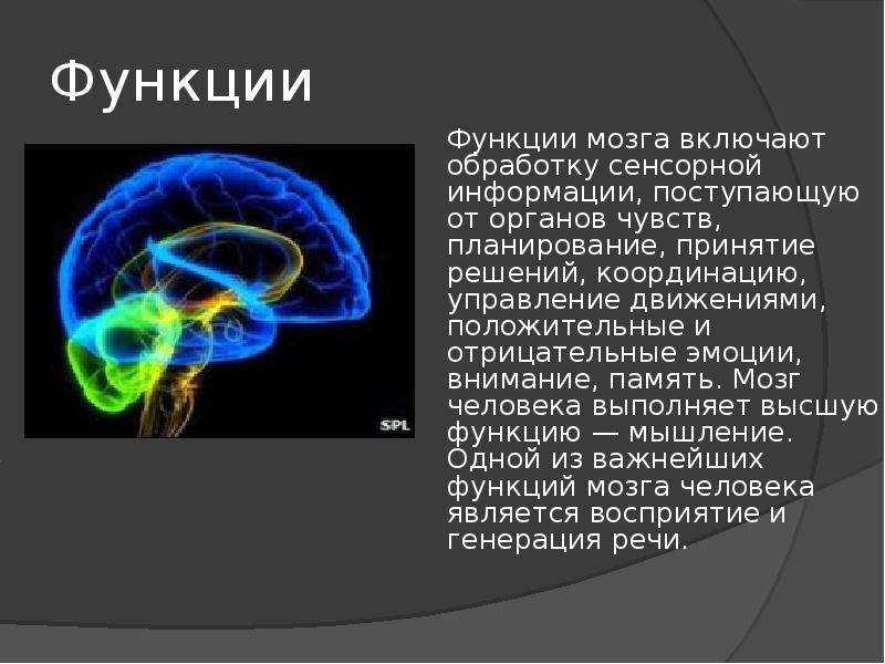 Строение мозга человека презентация