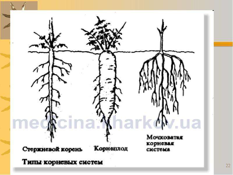 Нарисовать стержневую и мочковатую корневую систему