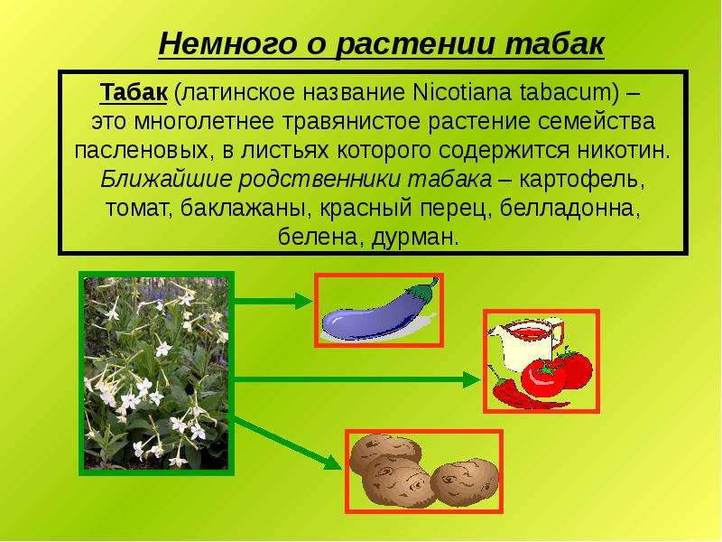 Никотин пасленовые. Табак для презентации. Сообщение о табаке по биологии. Растения содержащие никотин. Никотин в баклажанах содержится.