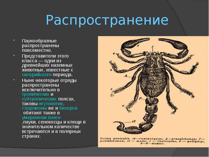 Презентация по биологии 7 класс паукообразные