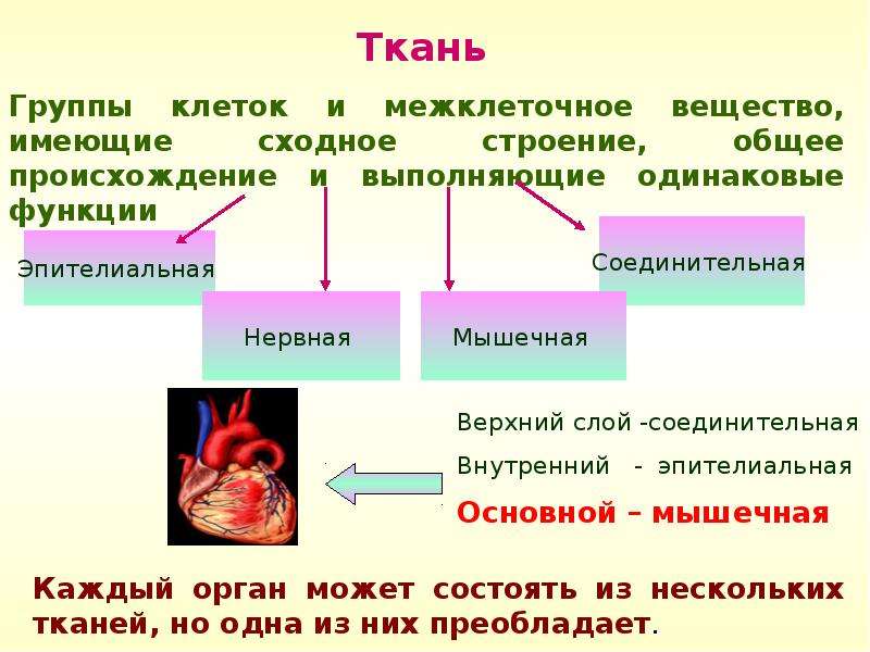 Ткани органы системы органов животных. Группы тканей. Взаимосвязь тканей и органов. Взаимосвязь структур органов и тканей. Взаимосвязь строения и функций тканей.