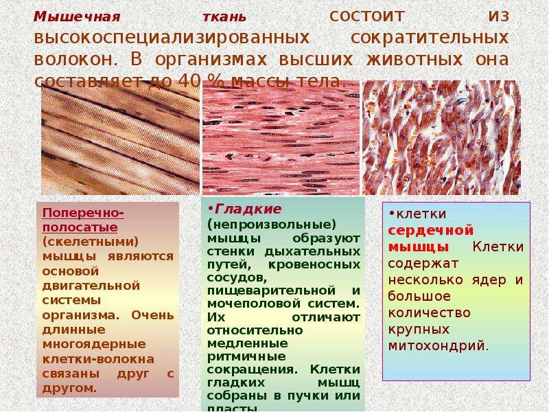 Наличие толстой мышечной стенки и мелких камней. Гладкая ткань строение функции органы. Поперечно полосатая мышечная ткань строение и функции. Структура мышечной ткани. Строение и функции гладкой мышечной ткани животных.