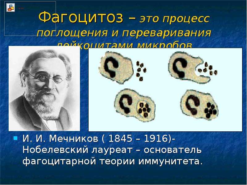 Мечников создал учение о фагоцитарном иммунитете. Мечников фагоцитоз клеточный иммунитет. Фагоцитарный иммунитет Мечникова. Мечников фагоцитоз.