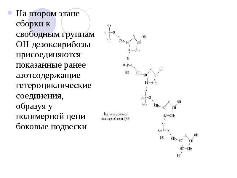 Презентация азотсодержащие гетероциклические соединения нуклеиновые кислоты