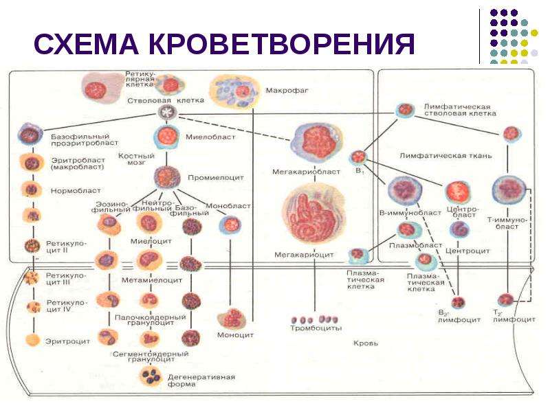 Физиология эритроцитов презентация