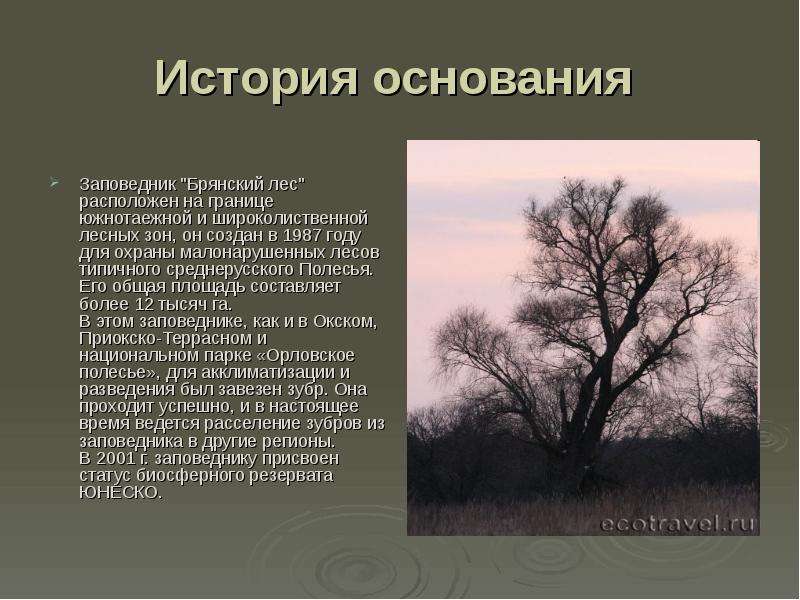 Заповедники в зоне лесов. Рассказ о заповеднике Брянский лес. Заповедник Брянский лес проект. Брянский заповедник Брянский лес доклад. Рассказ про Брянский заповедник.