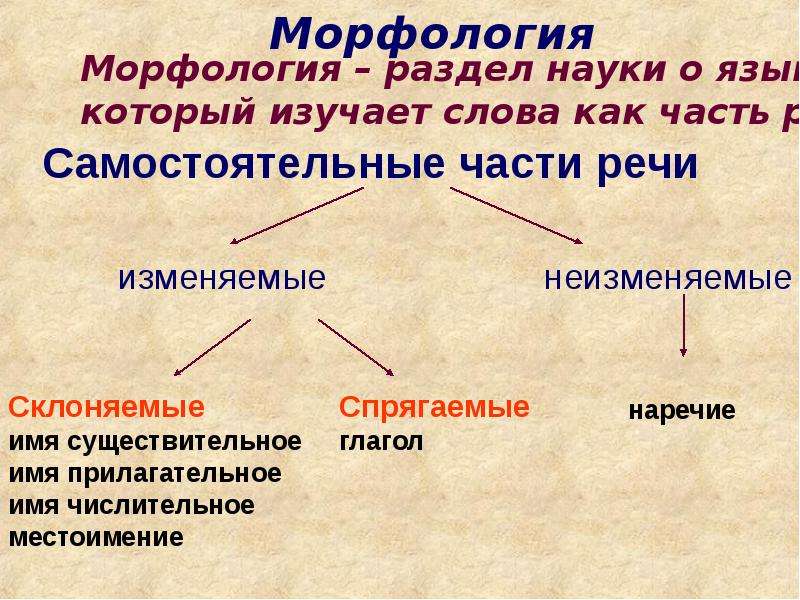 Предмет изучения морфологии