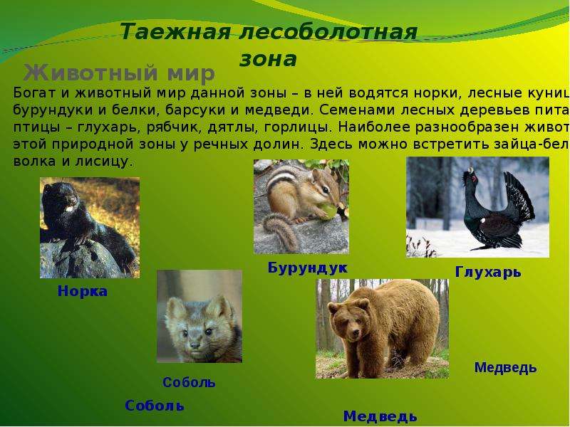 Растительный и животный мир западно сибирской равнины. Животный мир Западной Сибири. Животный мир таежной зоны. Растительный и животный мир Западно сибирской. Живлтные Западной сибирской равнини.