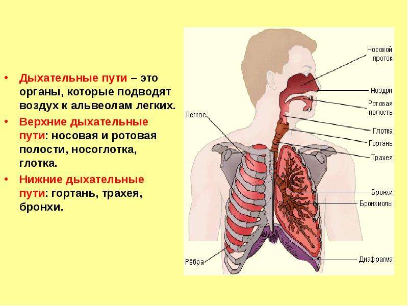 Дыхательные пути это. Дыхательные пути. Верхние и нижние дыхательные пути. Нижние дыхательные пути человека. Нижние дыхательные пути и легкие.