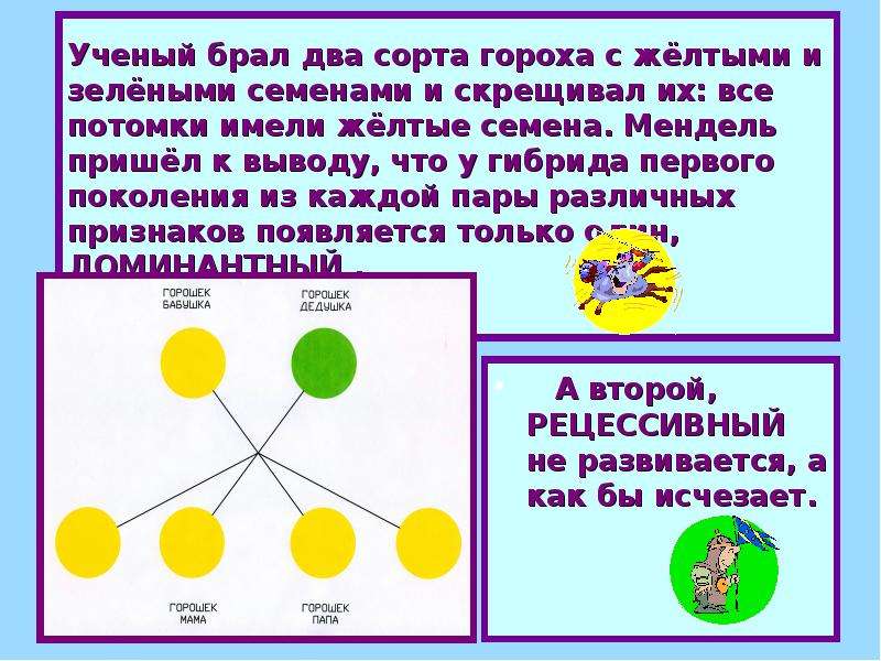 Катя 2 класс. Гороха с желтыми семенами и с зелеными семенами. Желтая горошина скрещивается с желтым горохом. Два сорта гороха с жёлтыми и зелёными семядолями. Скрещивание гороха желтой и зеленой.