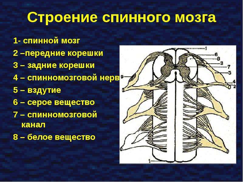 Строение спинного мозга картинка