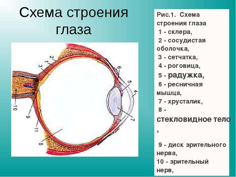 Ресничная мышца глаза функции. Схема строения глаза. Строение глаза лошади. Строение глаза рис. Орган зрения анатомия.