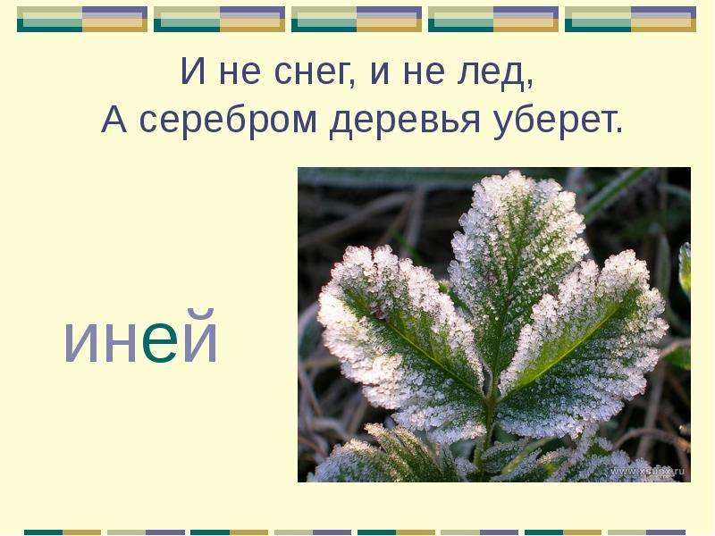 Иней текс. Иней словарное слово. Не снег не лед а серебром деревья уберет. Загадка про иней для детей. Изморозь загадка для детей.