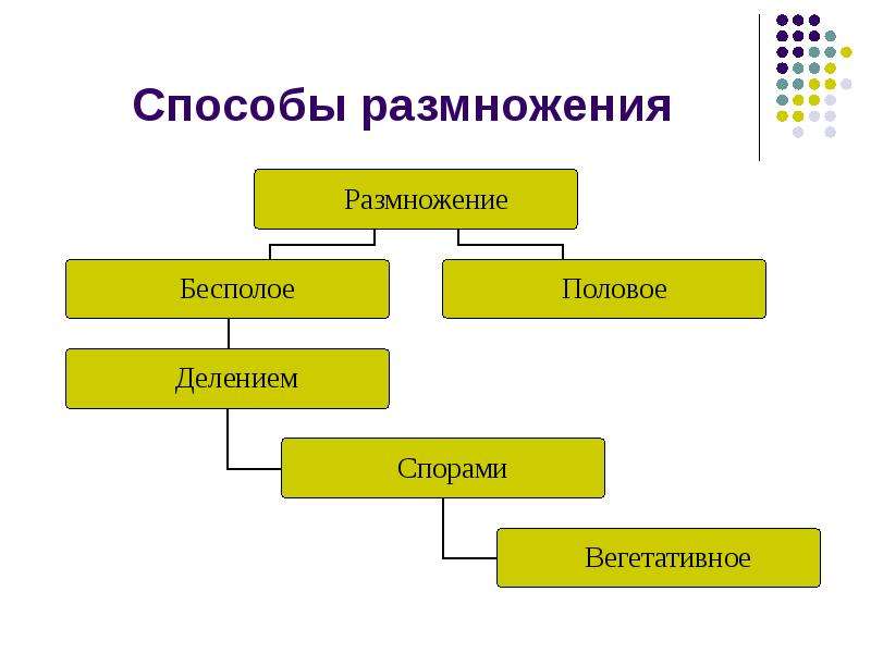 Презентация размножение и развитие человека 8 класс биология