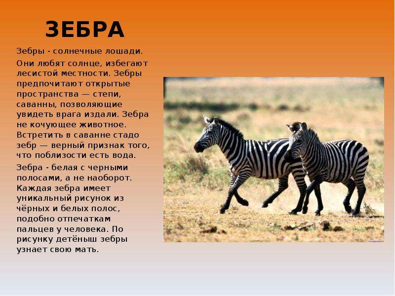 Приспособление животных в саванне. Сообщение о зебре. Доклад про зебру. Описание зебры. Зебра краткая информация.