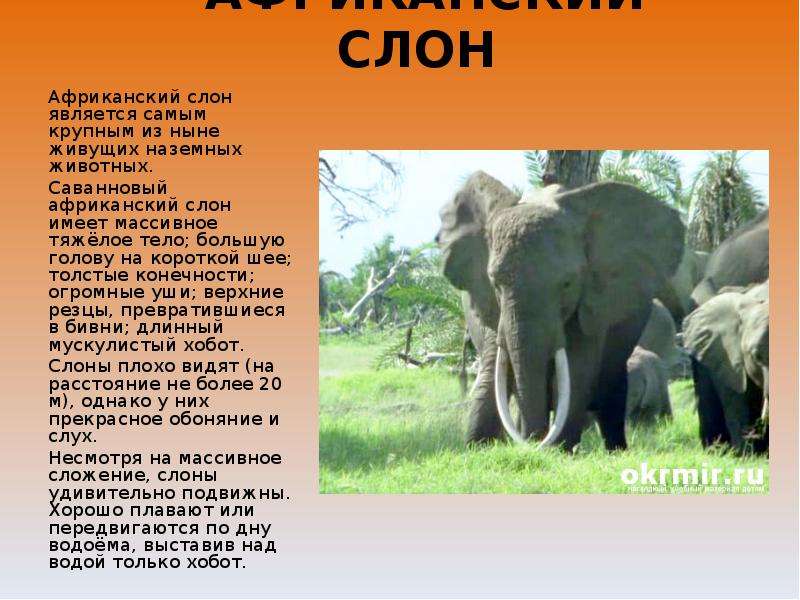 Слон рассказ окружающий мир. Слоны доклад. Описание слона. Африканский слон проект. Сообщение о слоне.