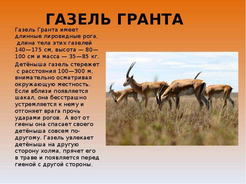 Газель причины. Сообщение о газели. Газели животные факты. Доклад о газели. Газель описание животного.