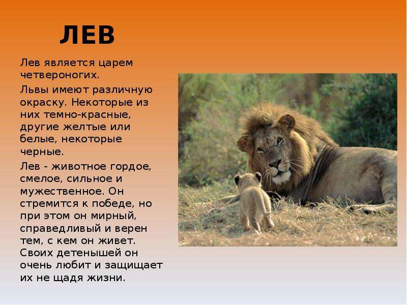 Про львов читать. Описание Льва. Проект про Льва. Доклад про Льва. Лев животное описание.