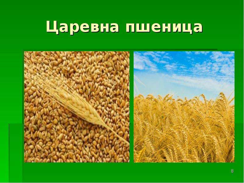 Царевна пшеница