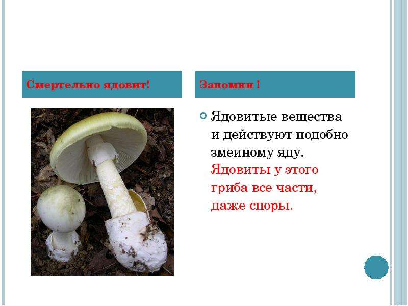 Ядовитые вещества грибы. Яд бледной поганки. Мухомор зеленый или бледная поганка. Бледная поганка ядовитые грибы строение.