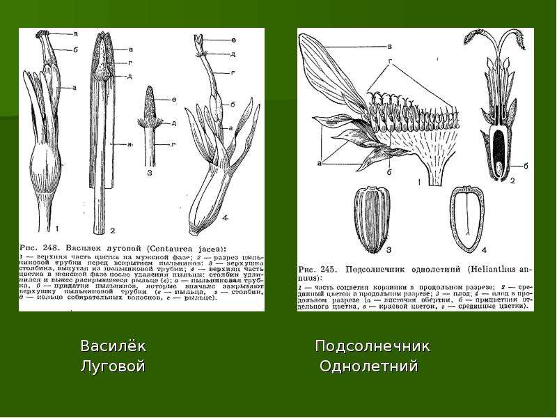 Подсолнечник однолетний диаграмма цветка