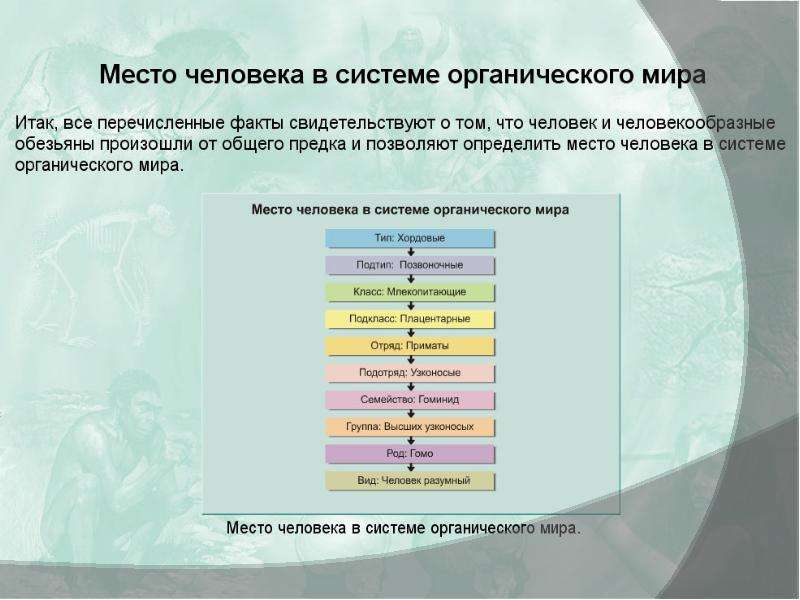 Презентация доказательство происхождения человека от животных