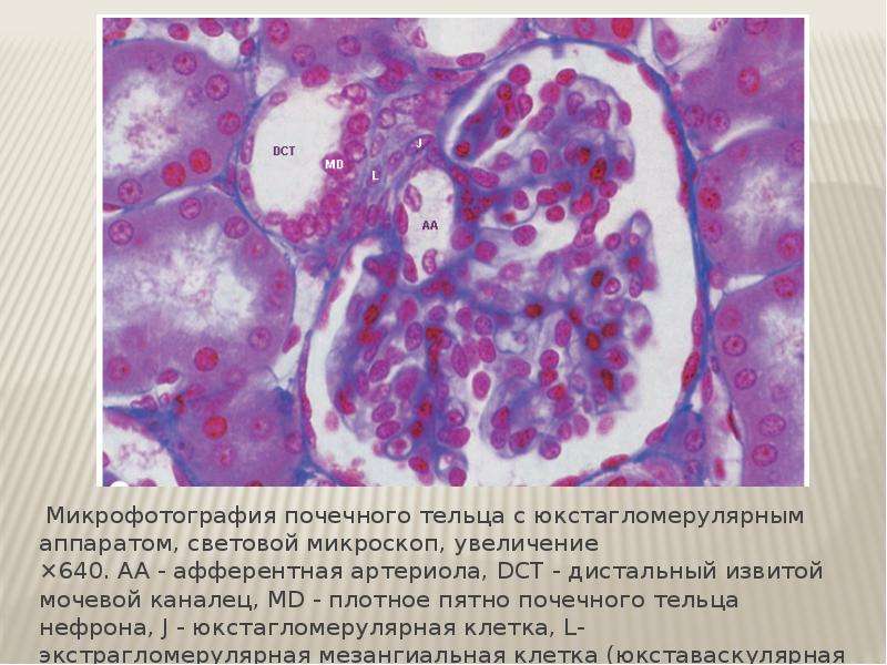 Физиология почки презентация