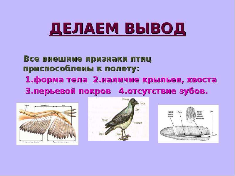 Изображение характерных признаков. Общие признаки птиц. Признаки класса птиц. Главный признак птиц. Отличительные особенности птиц.