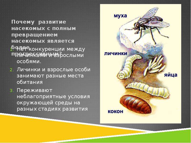 В чем заключается преимущество развития метаморфозом. Биология 7 класс насекомые с полным превращением. Типы развития насекомых 7 класс биология. Тип развития насекомых с полным и неполным превращением. Личинки насекомых по видам.