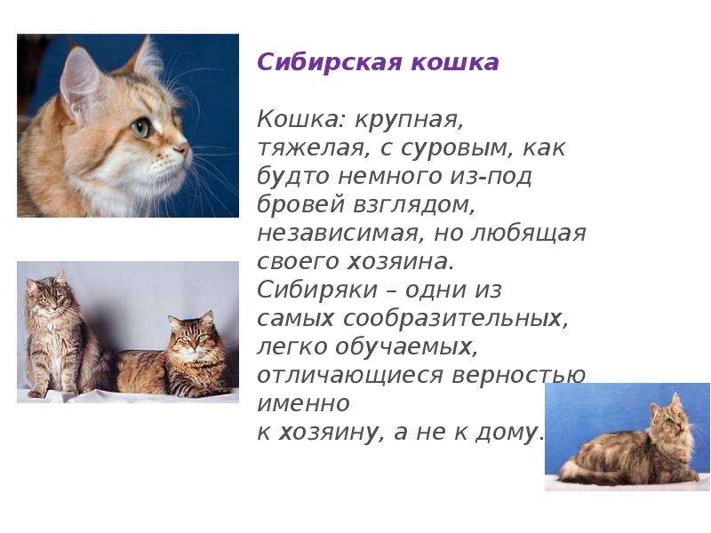 Презентация про кота 1 класс