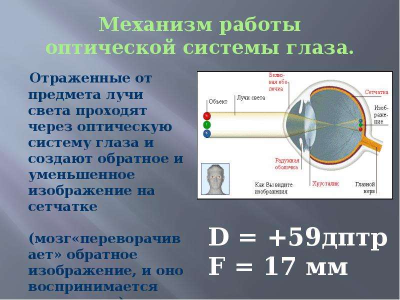 Схема прохождения света через глаз