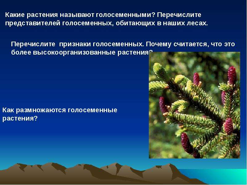 Чем строение голосеменных от папоротников. Характеристика голосеменных 6 класс. Голосеменные растения папоротник. Мхи Голосеменные. Признаки отдела голосеменных.