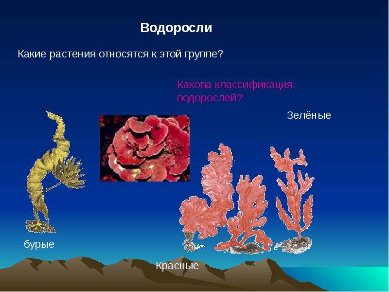 Какие организмы относят к бурым водорослям. Что относится к водорослям. Водоросли относятся к группе:. Водоросли относятся к классу. Растения относящиеся ктводорослям.