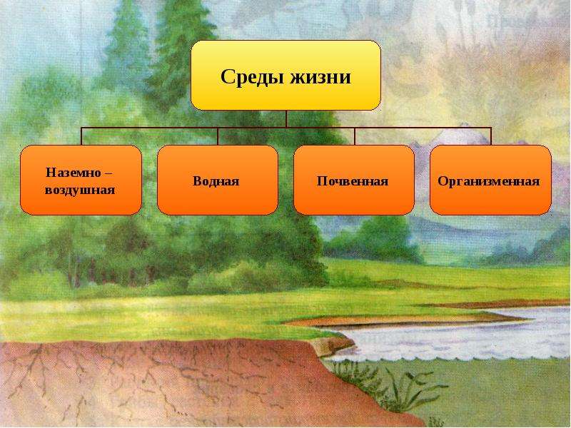 Условия жизни на земле презентация 9 класс