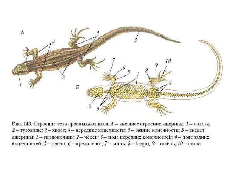 Строение пресмыкающихся рисунок