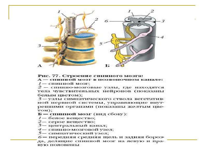 Биология 8 класс рисунок 77