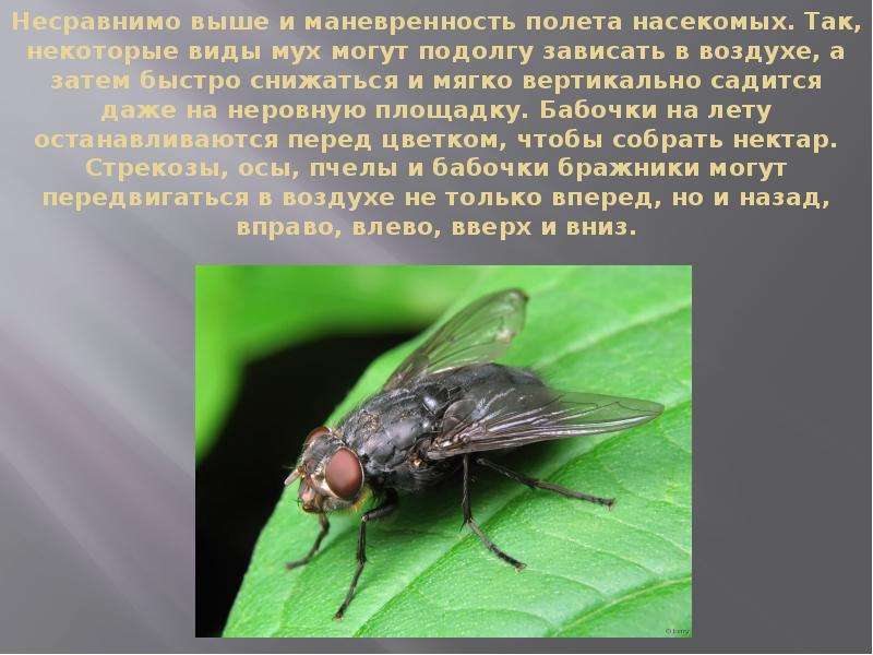 Скорость мухи составляет. Виды полёта насекомых. Скорость полета насекомых. Высота полета насекомых. Скорость полета мухи.