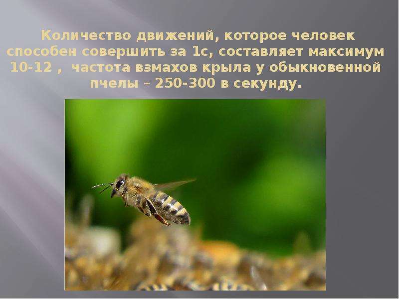 Сколько взмахов в секунду делает. Частота взмахов крыльев пчелы. Пчела частота взмахов. В секунду пчела совершает взмахов крыльями. Пчела взмах в секунду.