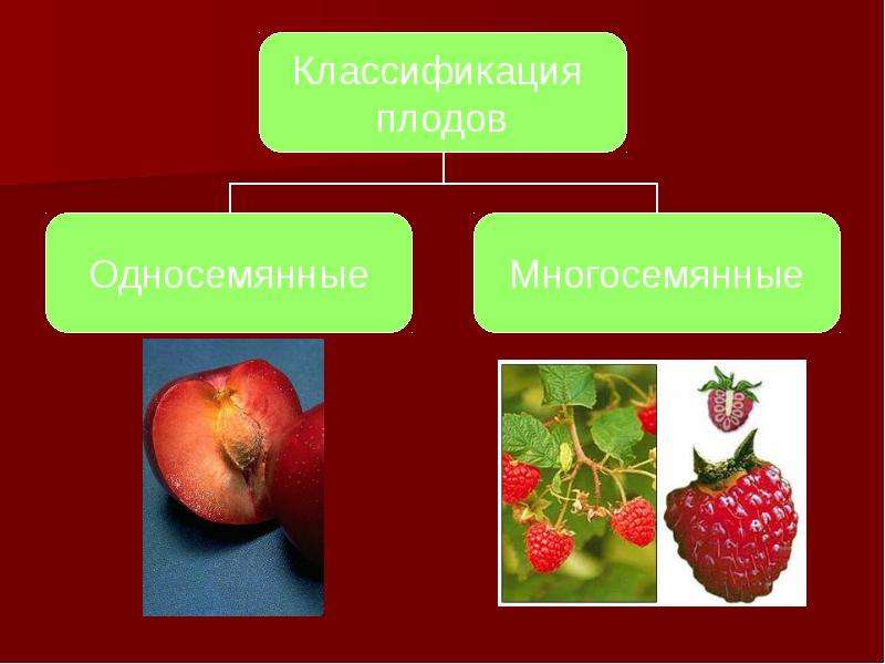 Презентация на тему плоды