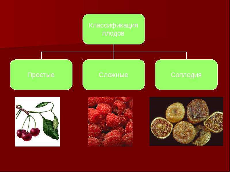 Классификация плодов презентация